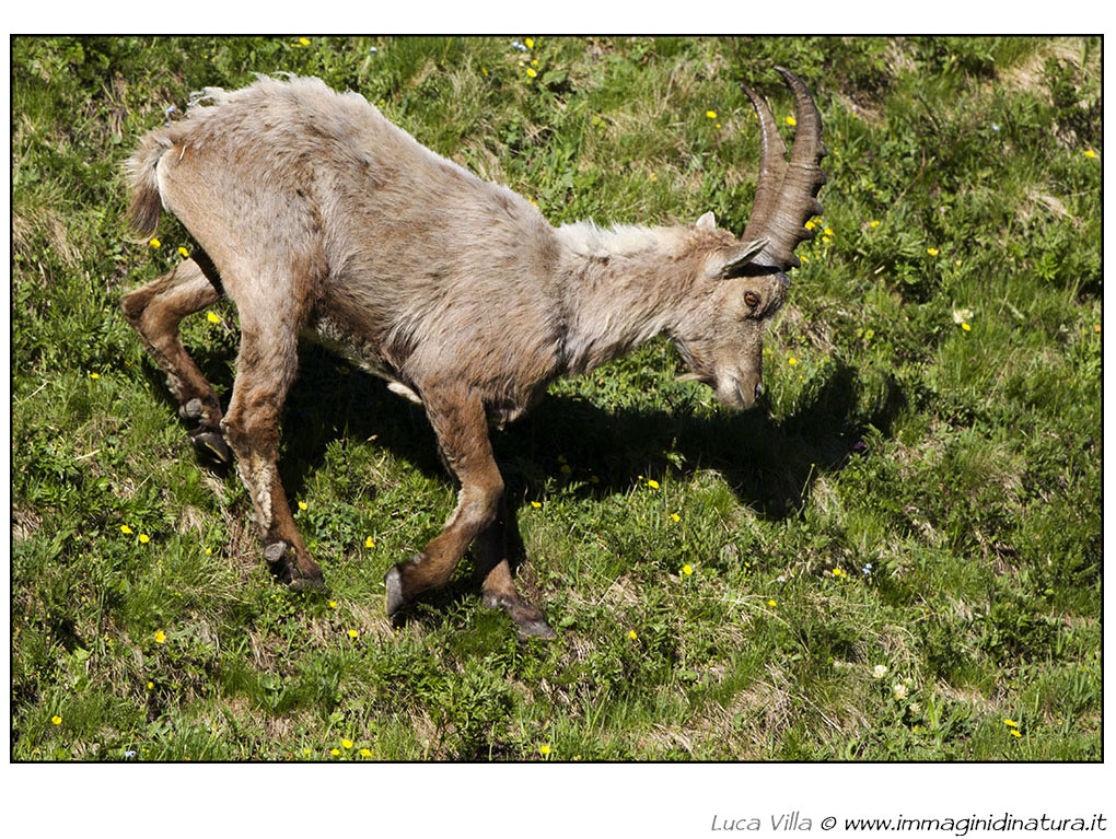 Stambecco - Capra ibex